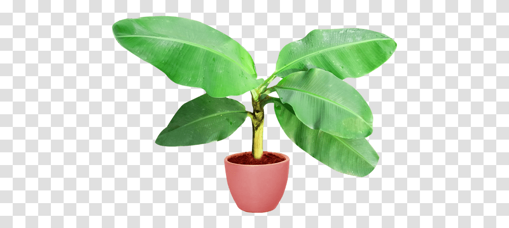 Banana Tree Vector Image Flowerpot, Leaf, Plant, Blossom, Annonaceae Transparent Png