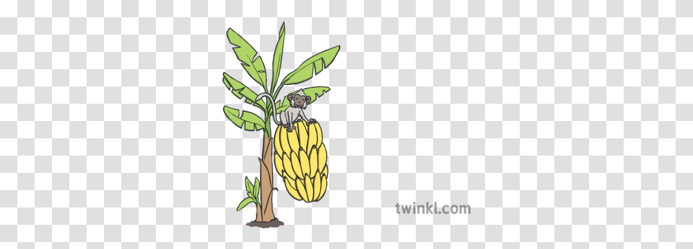 Banana Tree With Monkey Big Bananas Ks1 Illustration Twinkl Illustration, Plant, Fruit, Food, Animal Transparent Png