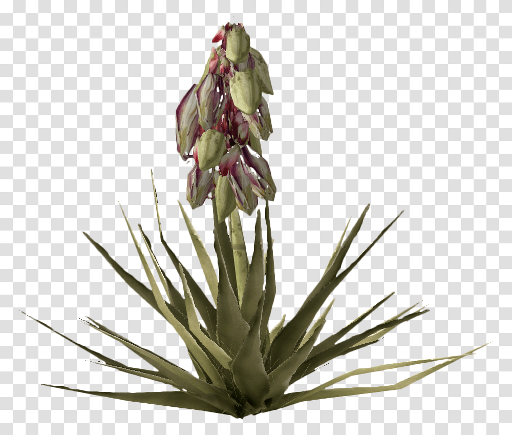 Banana Yucca Fruit Fallout Nv, Plant, Flower, Blossom, Aloe Transparent Png