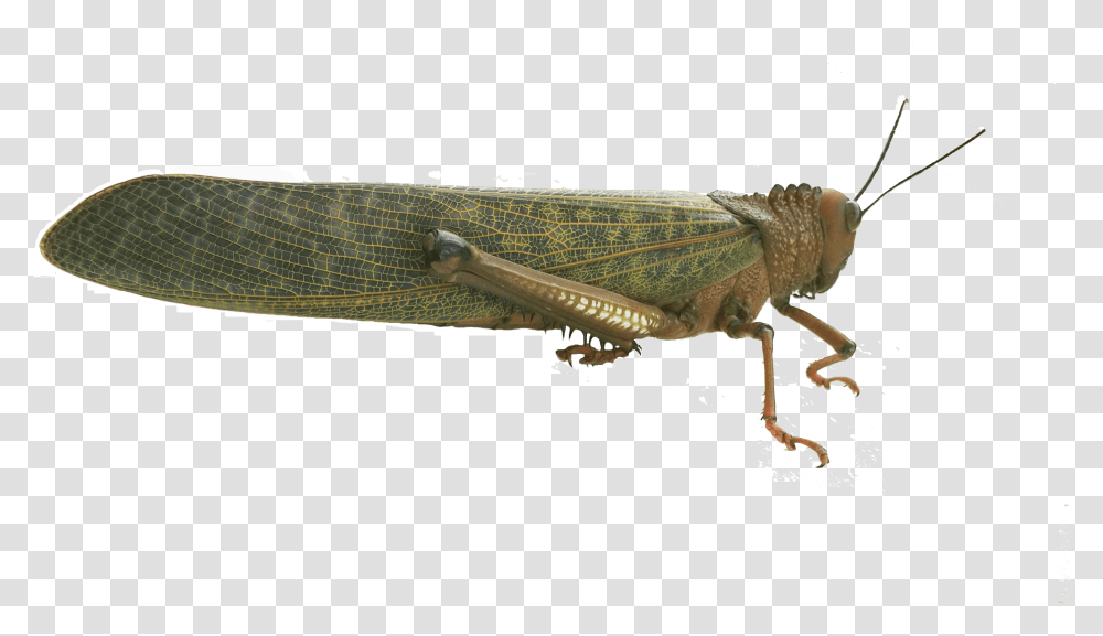 Band Winged Grasshoppers, Insect, Invertebrate, Animal, Grasshoper Transparent Png