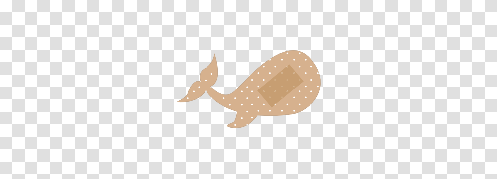 Bandage, Mammal, Animal, Kangaroo, Wallaby Transparent Png