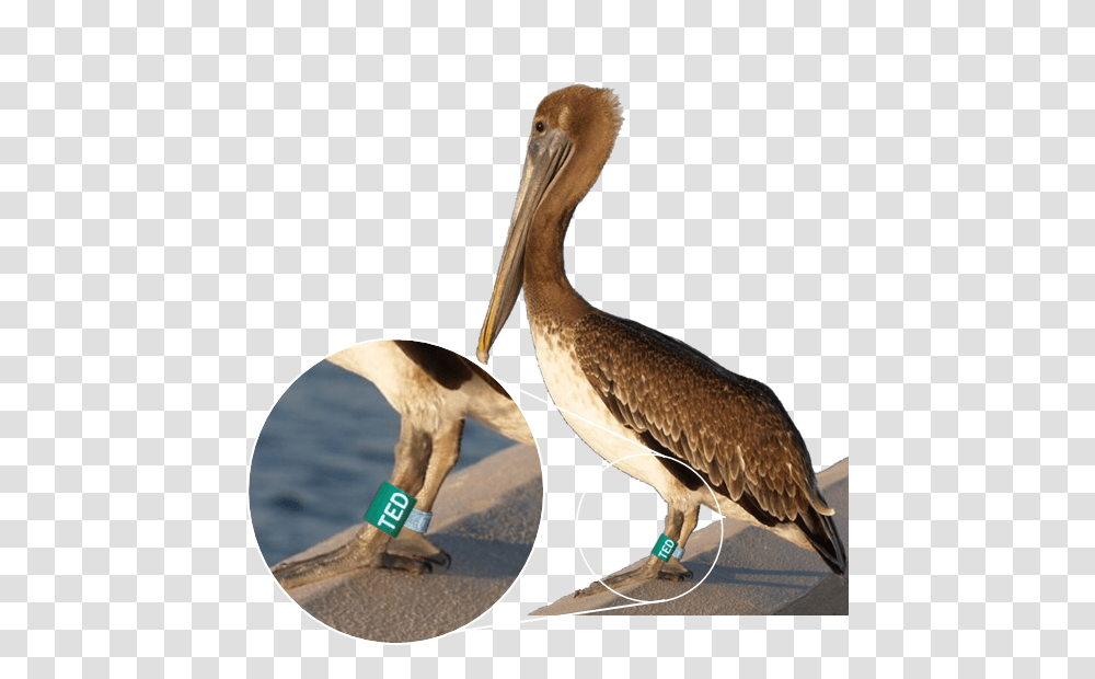 Banded Pelican, Bird, Animal, Beak, Stork Transparent Png