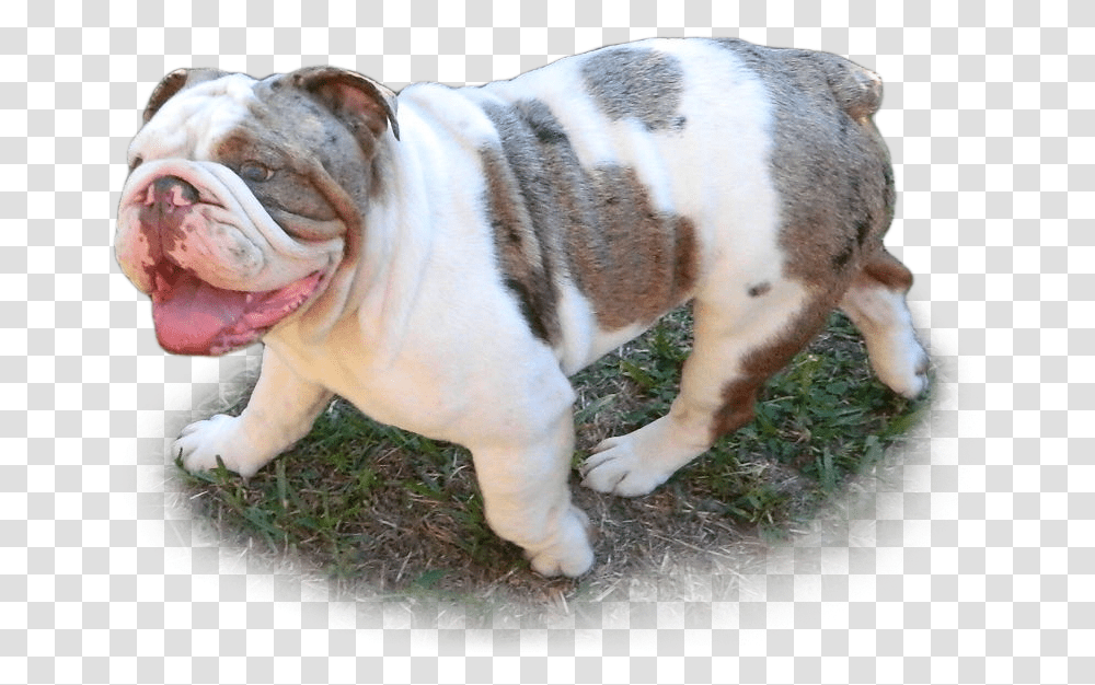 Bang Bulldog, French Bulldog, Pet, Canine, Animal Transparent Png