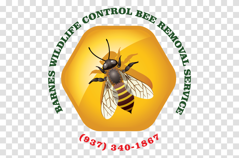 Bankal National High School, Honey Bee, Insect, Invertebrate, Animal Transparent Png