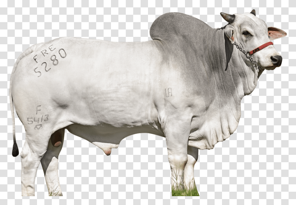 Banner Boi, Bull, Mammal, Animal, Cow Transparent Png