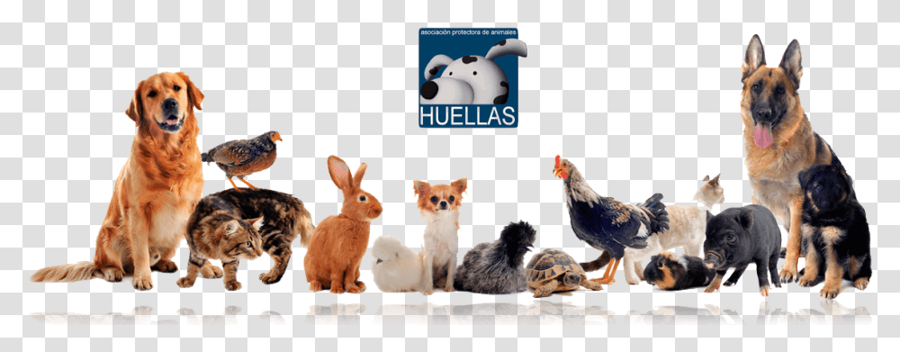 Banner Protectora Huellas Pet Are Family, Chicken, Poultry, Fowl, Bird Transparent Png
