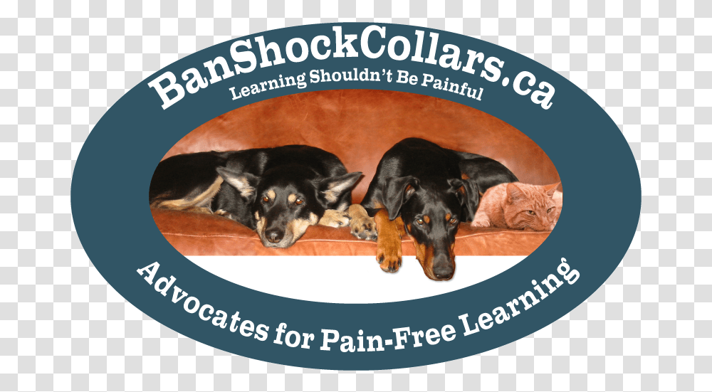 Banshockcollarsca Dfownloadable Resources Companion Dog, Poster, Advertisement, Flyer, Paper Transparent Png
