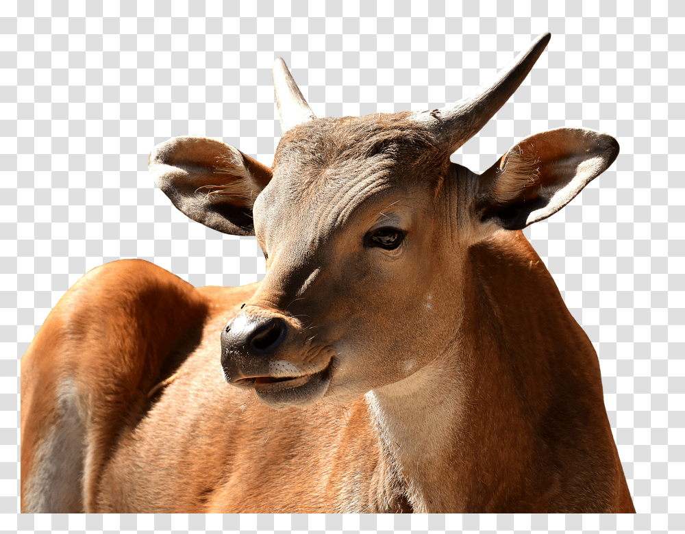 Banteng 960, Animals, Antelope, Wildlife, Mammal Transparent Png