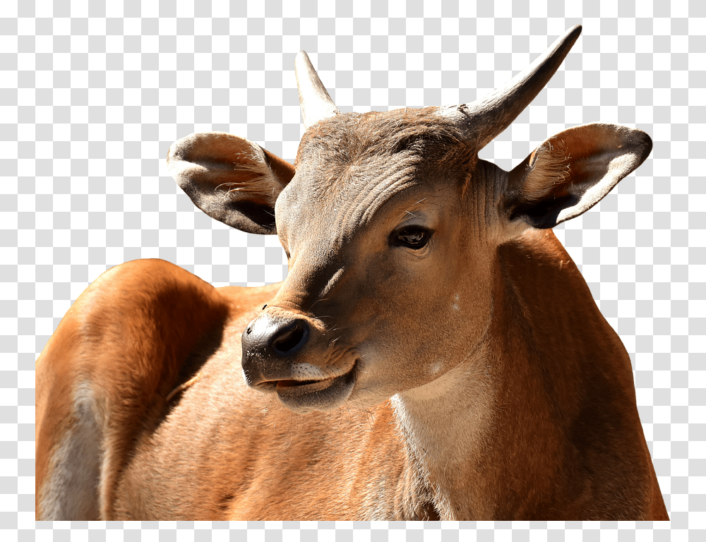 Banteng Background, Mammal, Animal, Antelope, Wildlife Transparent Png