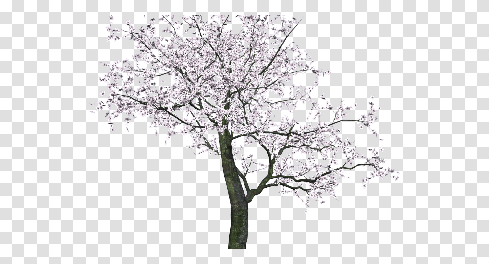 Banyan Tree Clipart Ped Tree Sakura, Plant, Flower, Blossom, Cherry Blossom Transparent Png