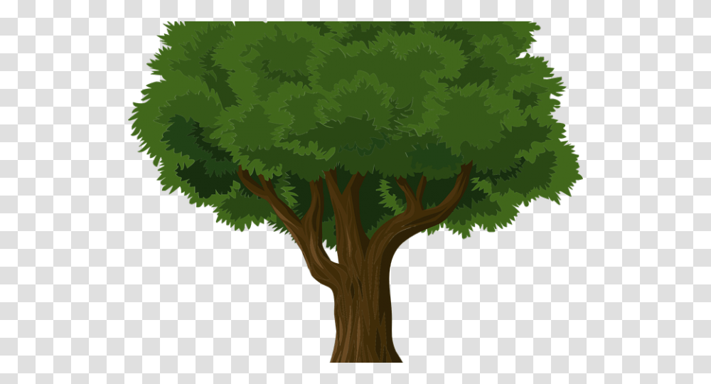Banyan Tree Clipart Tree Drawing, Plant, Green, Vegetation, Tree Trunk Transparent Png