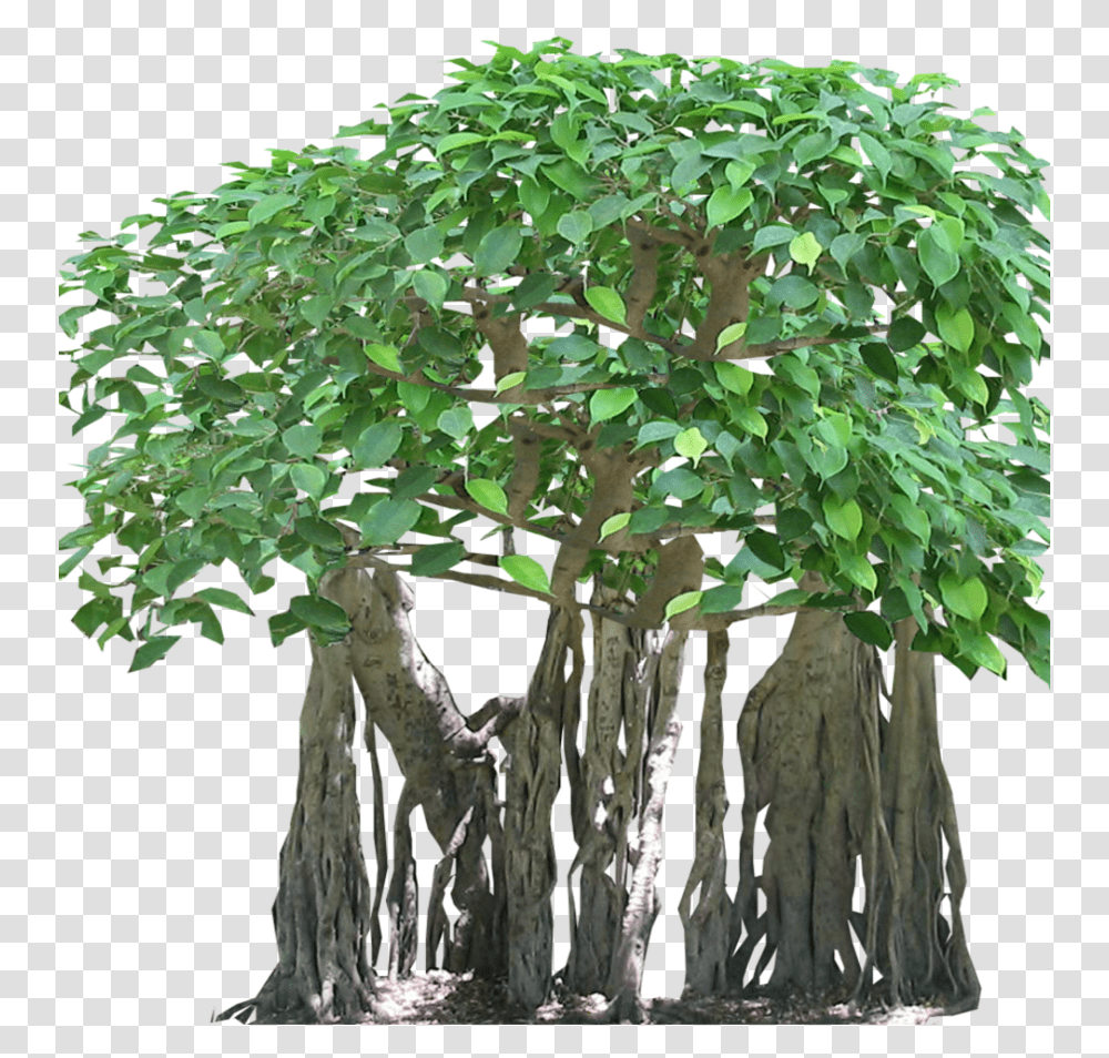 Banyan Tree Root, Plant, Potted Plant, Vase, Jar Transparent Png