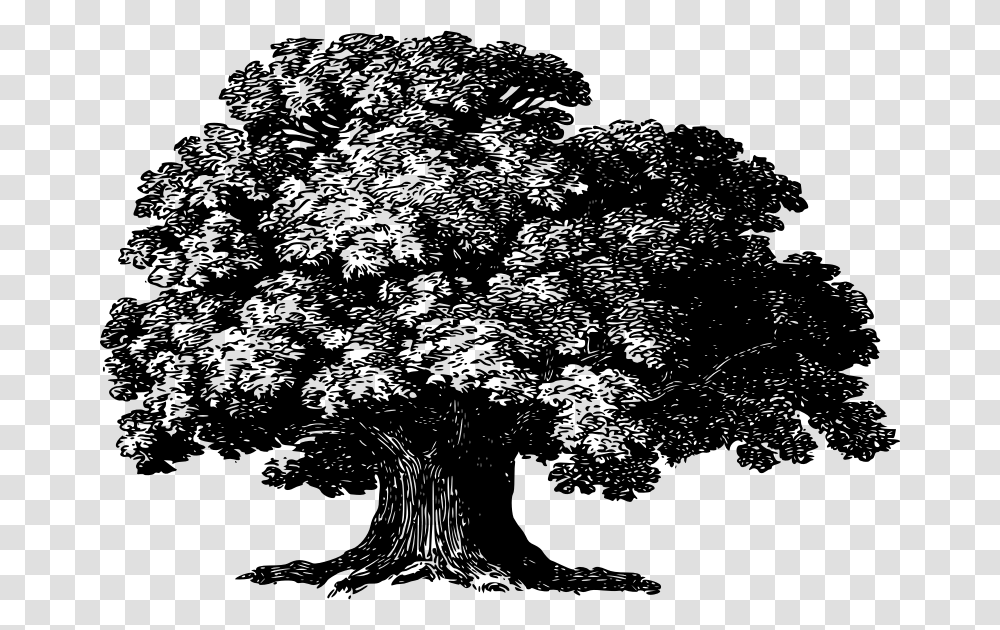 Baobab Tree Baobab Tree Clipart Black And White, Gray, World Of Warcraft Transparent Png