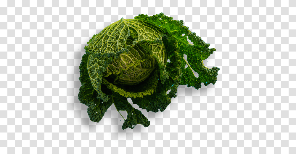 Bar Lupulus Faraona Savoy Cabbage Kitchen Collard Greens, Plant, Vegetable, Food, Head Cabbage Transparent Png