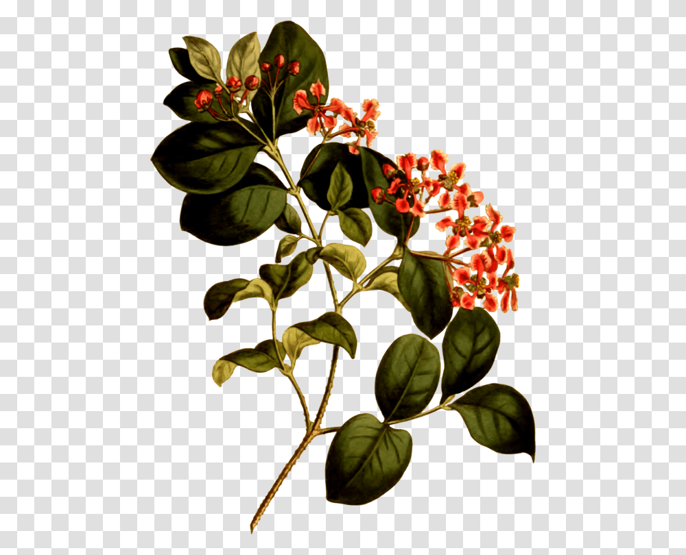 Barbados Cherry Wild Crapemyrtle Plants Antilles, Acanthaceae, Flower, Blossom, Leaf Transparent Png