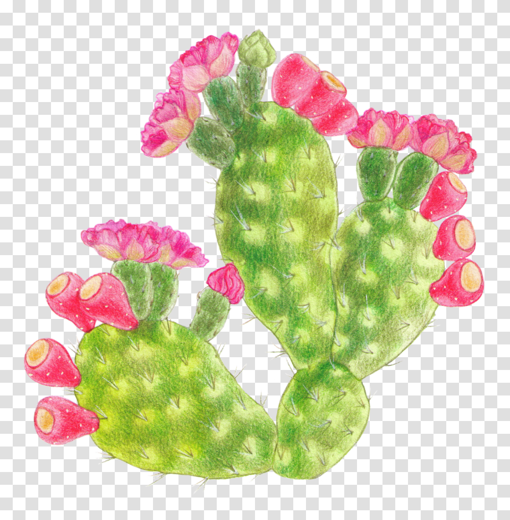 Barbary Fig, Plant, Cactus Transparent Png