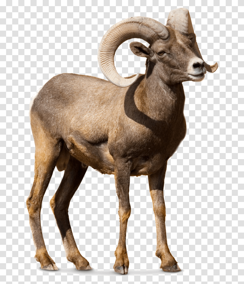 Barbary Sheep Argali Goat Cattle Bighorn Sheep No Background, Wildlife, Animal, Mammal, Antelope Transparent Png