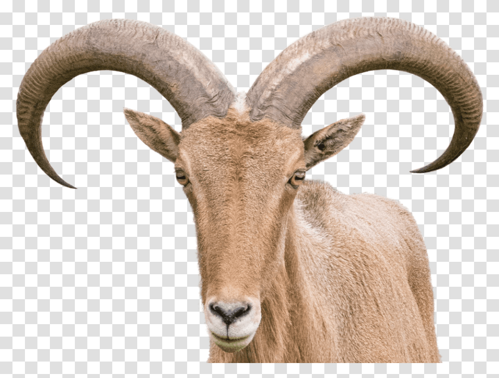Barbary Sheep Sheep With Horns, Goat, Mammal, Animal, Mountain Goat Transparent Png