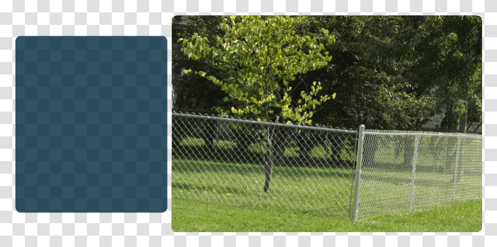 Barbed Wire, Outdoors, Tree, Plant, Fence Transparent Png