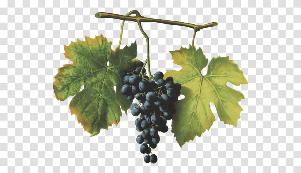 Barbera Seedless Fruit, Plant, Grapes, Food, Leaf Transparent Png