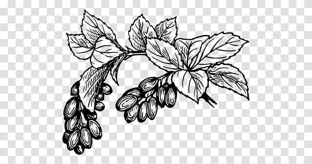 Barberry Clip Art Free Vector, Floral Design, Pattern, Potted Plant Transparent Png