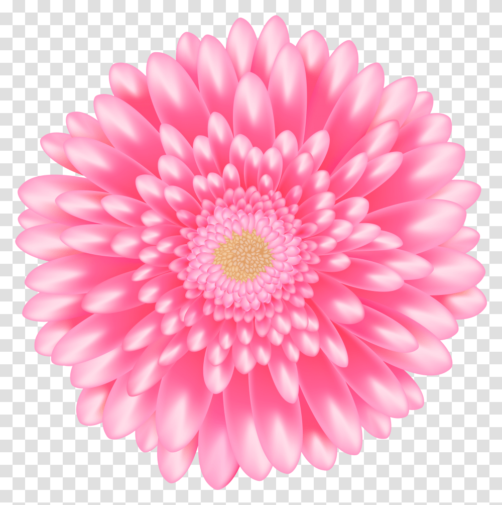 Barberton Daisy Clipart Flower Pink Transparent Png