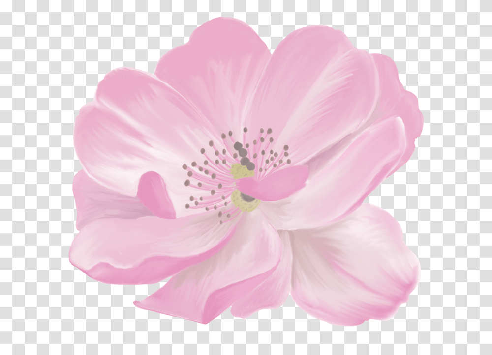 Barberton Daisy Download, Plant, Anther, Flower, Blossom Transparent Png