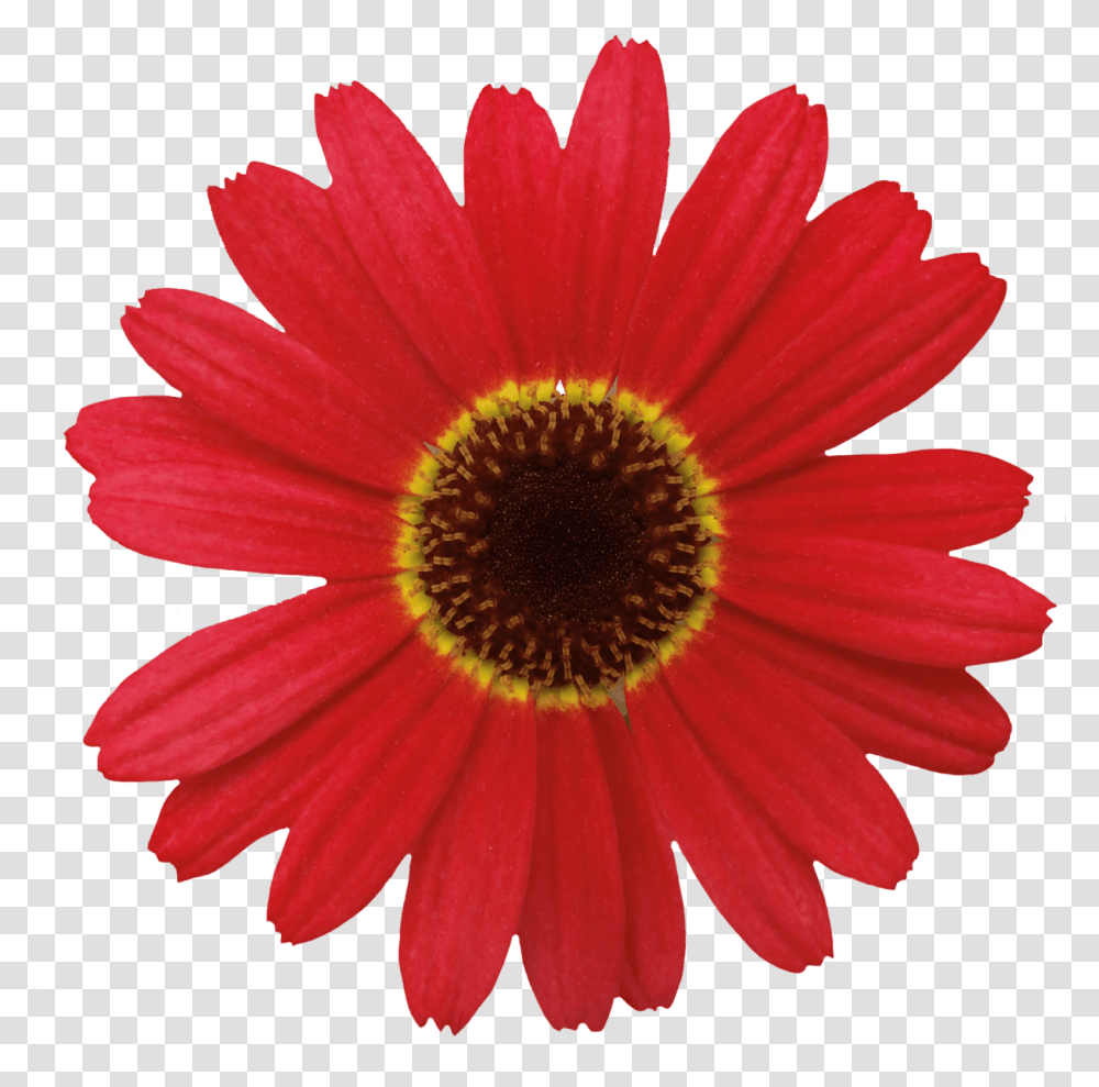 Barberton Daisy Flower Common Daisy Orange Red Daisy Flower, Plant, Daisies, Blossom, Treasure Flower Transparent Png
