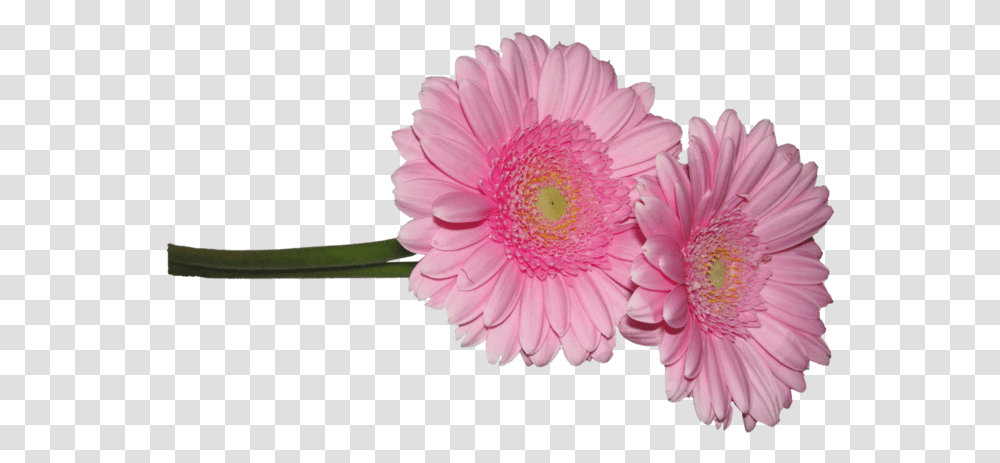 Barberton Daisy, Plant, Dahlia, Flower, Blossom Transparent Png