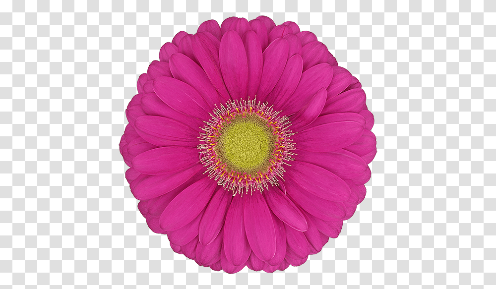 Barberton Daisy, Plant, Flower, Blossom, Daisies Transparent Png