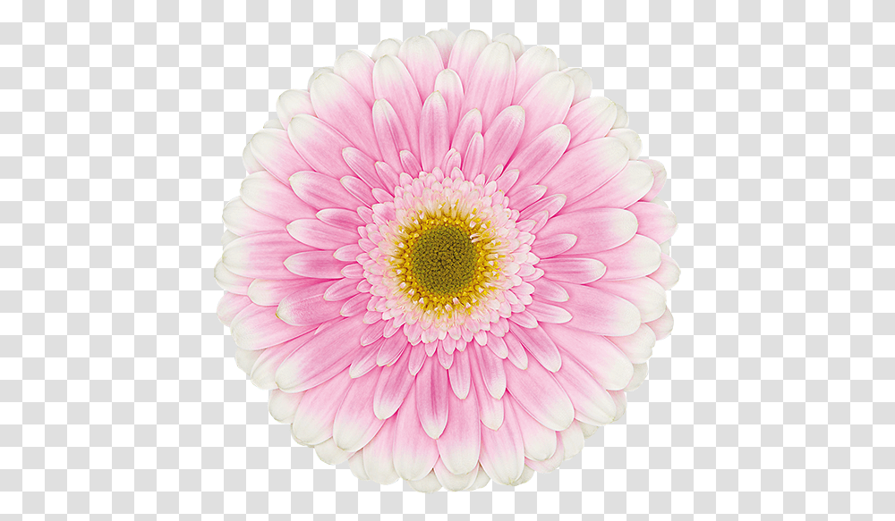 Barberton Daisy, Plant, Flower, Blossom, Daisies Transparent Png