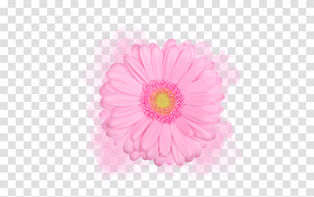 Barberton Daisy, Plant, Flower, Blossom, Daisies Transparent Png