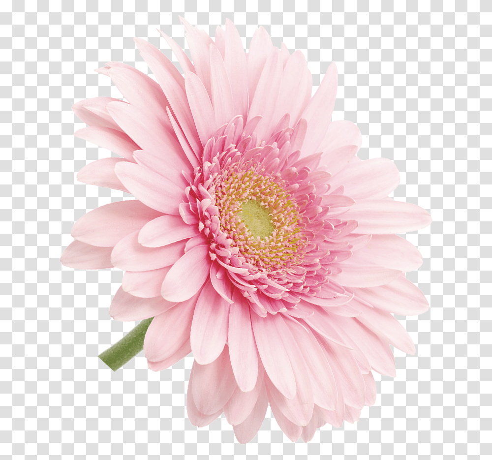 Barberton Daisy, Plant, Flower, Blossom, Daisies Transparent Png