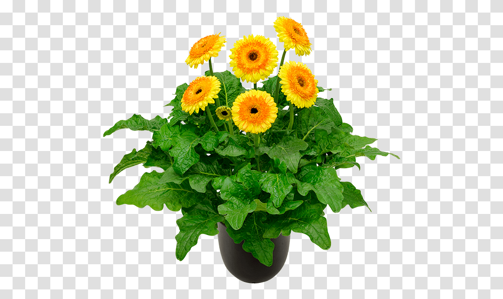 Barberton Daisy, Plant, Flower, Blossom, Flower Arrangement Transparent Png
