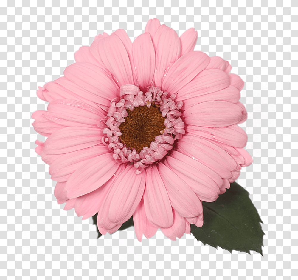 Barberton Daisy, Plant, Flower, Daisies, Blossom Transparent Png
