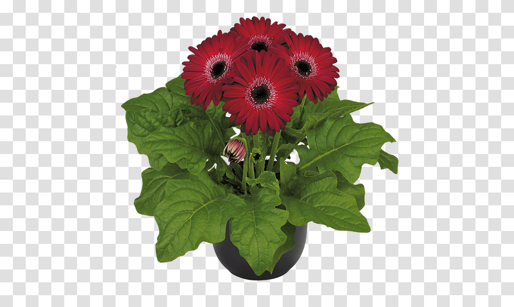 Barberton Daisy, Plant, Flower, Flower Arrangement, Flower Bouquet Transparent Png