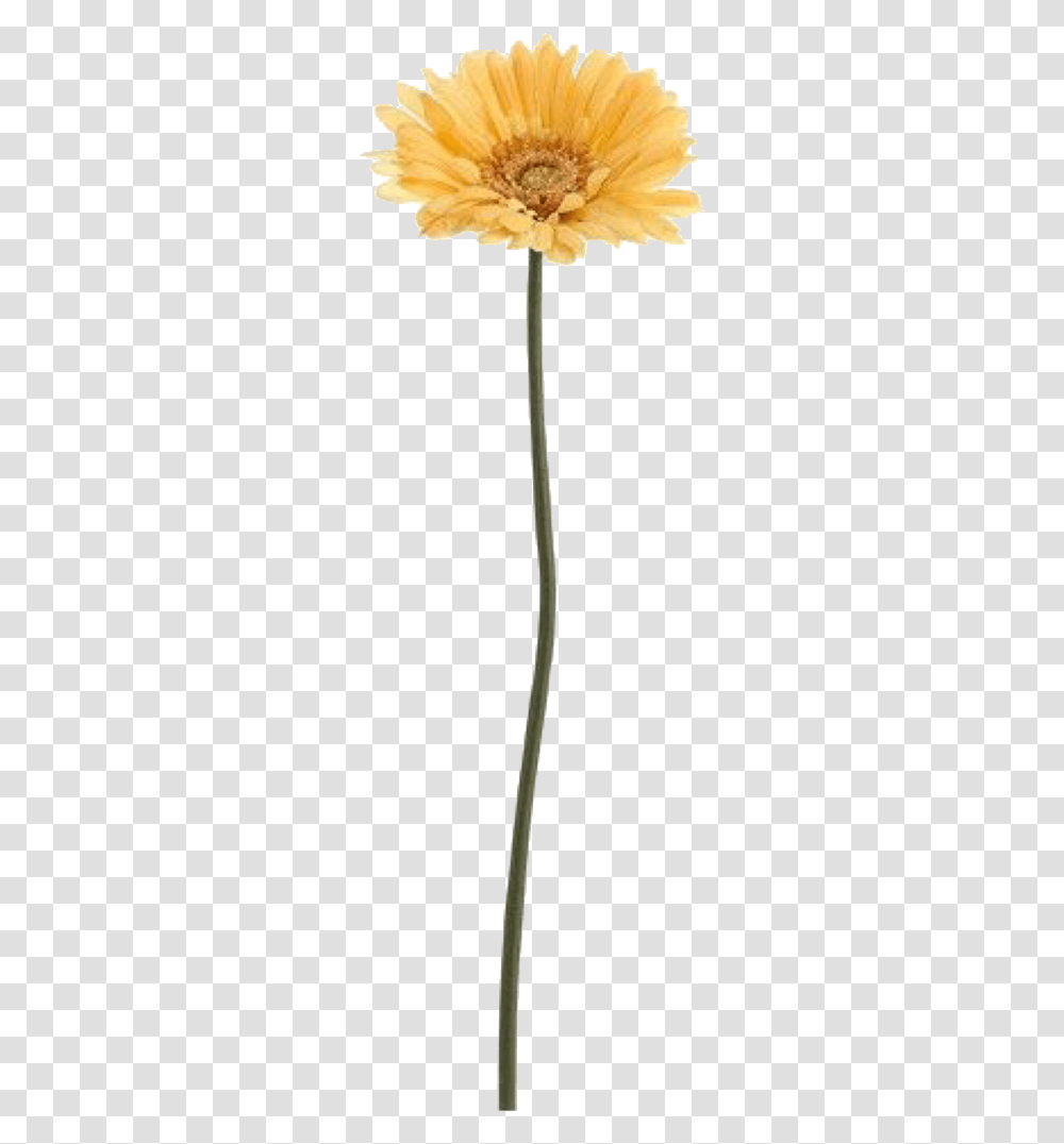 Barberton Daisy, Plant, Flower, Stick, Petal Transparent Png