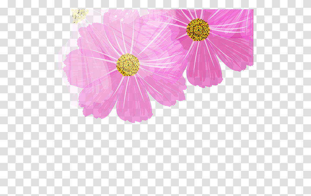 Barberton Daisy, Plant, Petal, Flower, Blossom Transparent Png
