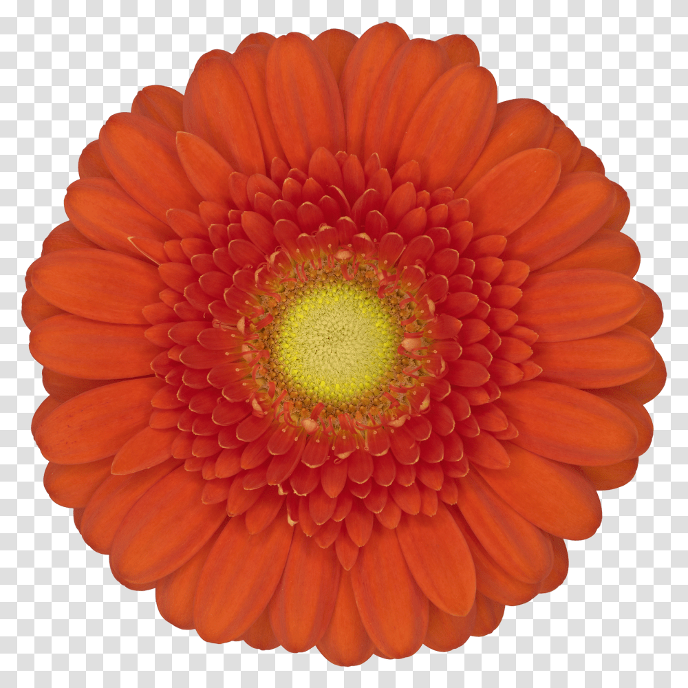 Barberton Daisy Transparent Png