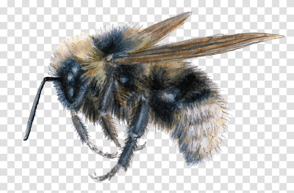 Barbut S Cuckoo Bumblebee Honeybee, Apidae, Insect, Invertebrate, Animal Transparent Png