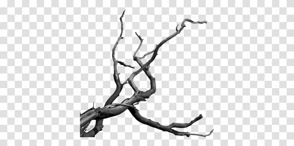 Bare Tree Branch, Root, Plant, Wood, Soil Transparent Png