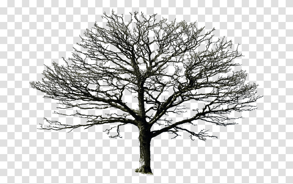 Bare Tree By Doloresminet Dead Tree Background, Plant, Tree Trunk, Silhouette, Oak Transparent Png