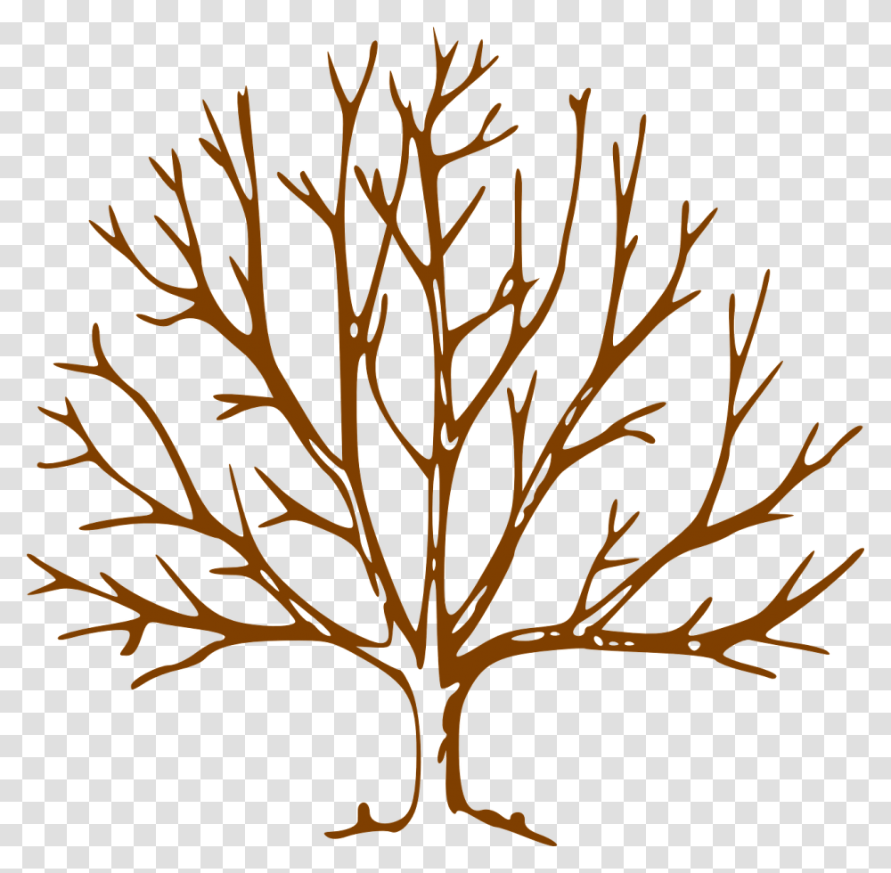 Bare Tree Clipart, Nature, Plant, Outdoors, Leaf Transparent Png