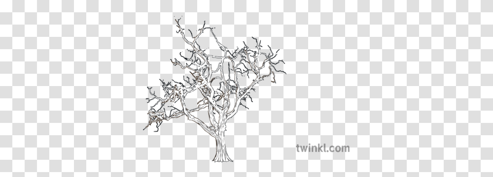 Bare Tree Foliage Winter Mps Ks2 Bw Rgb Illustration Line Art, Plant, Chandelier, Lamp, Land Transparent Png