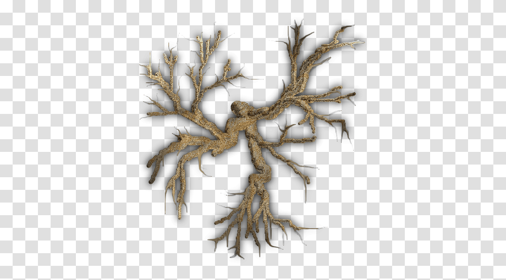 Bare Tree, Root, Plant Transparent Png