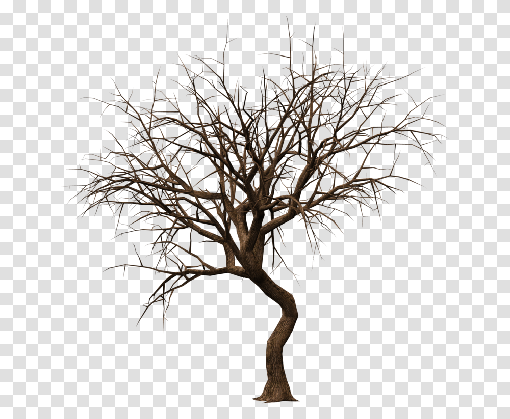 Bare Tree Silhouette, Plant, Tree Trunk, Nature Transparent Png