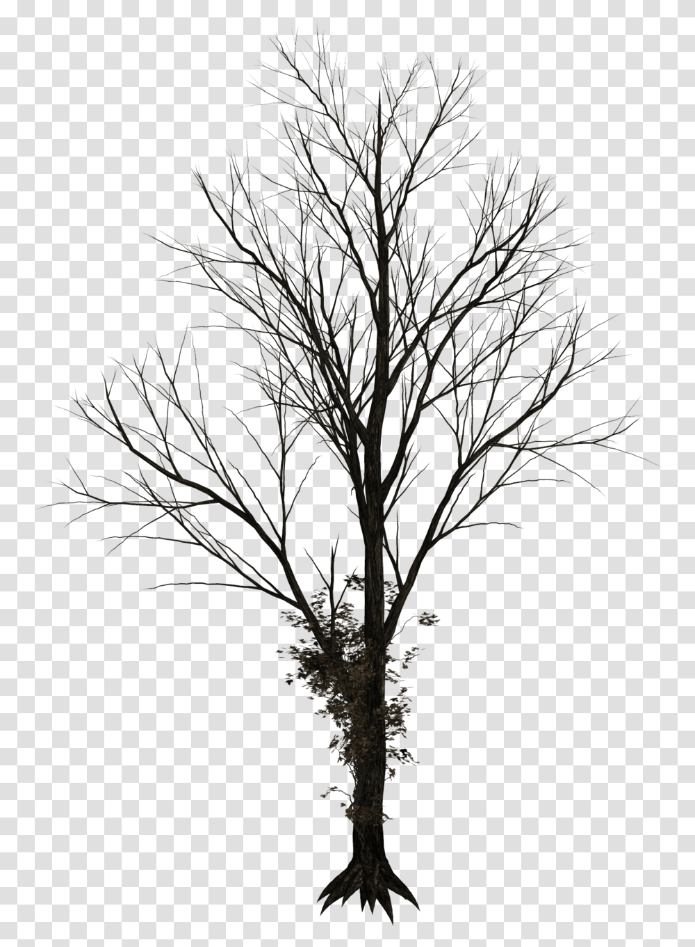 Bare Tree Silhouette Winter Tree, Plant, Tree Trunk, Outdoors, Nature Transparent Png