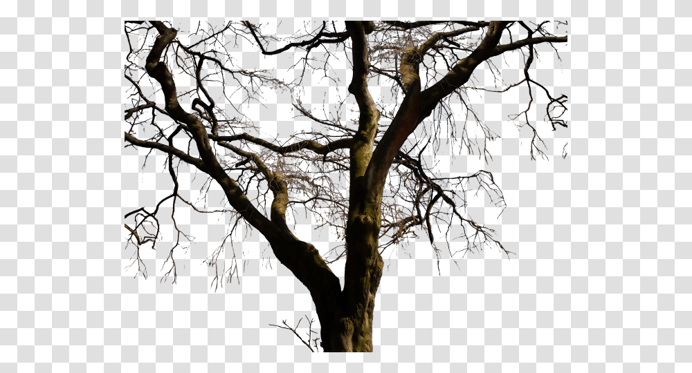 Bare Trees Clipart Real Dead Tree, Plant, Nature, Outdoors, Tree Trunk Transparent Png