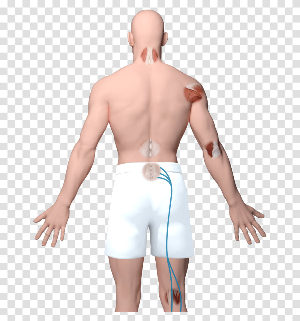 Barechested, Back, Person, Human Transparent Png