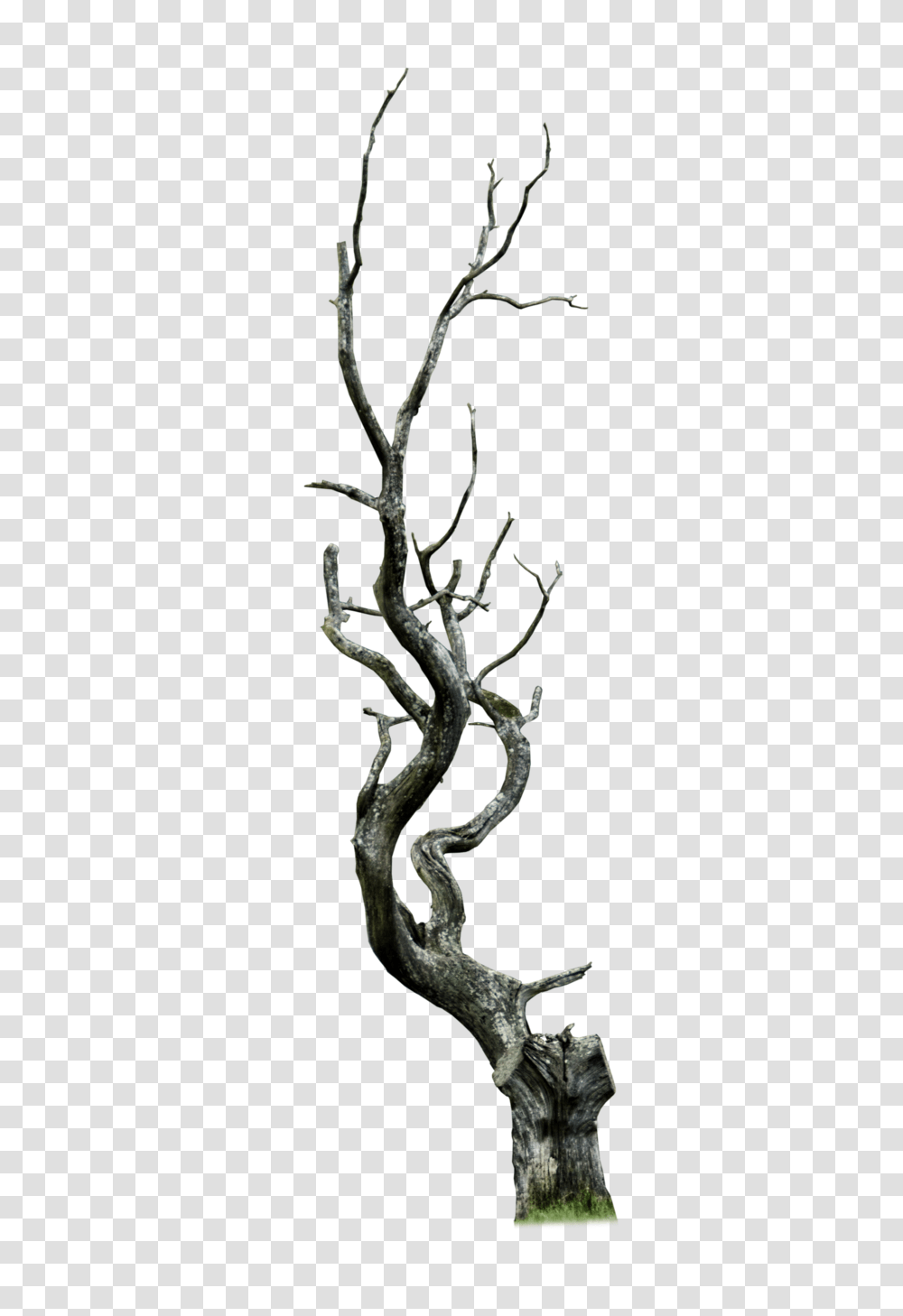 Baredead Trees, Root, Plant, Wood, Flower Transparent Png
